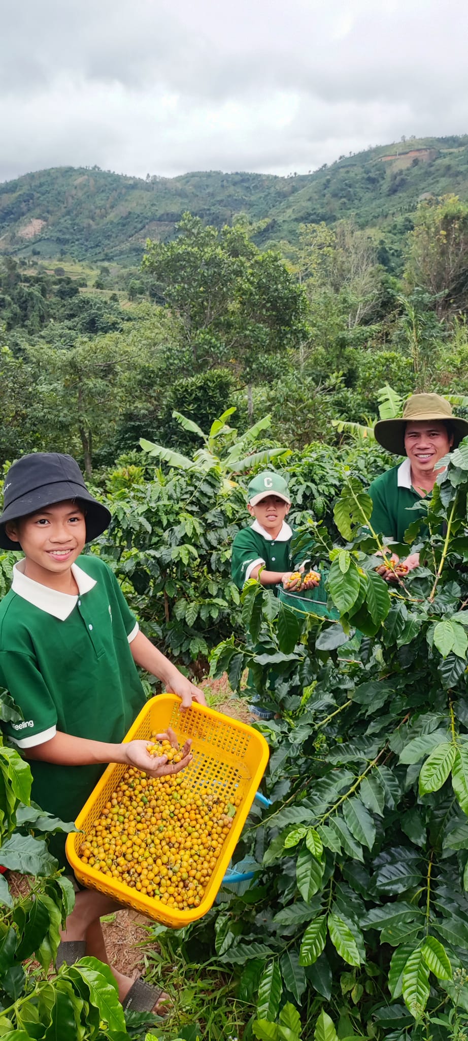 Ara Farm - Vườn Hoàng Luận