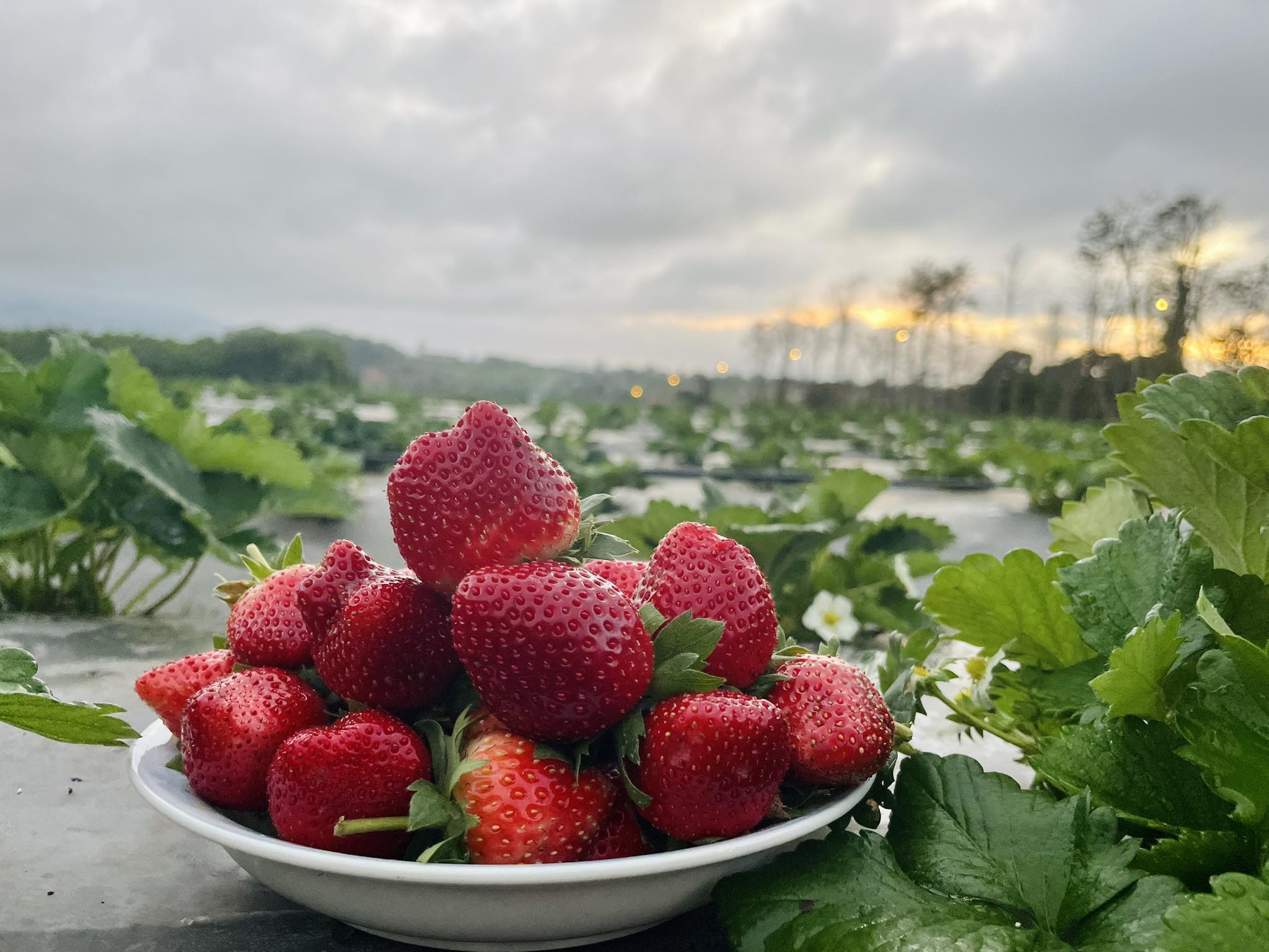 Ochacha farm 2