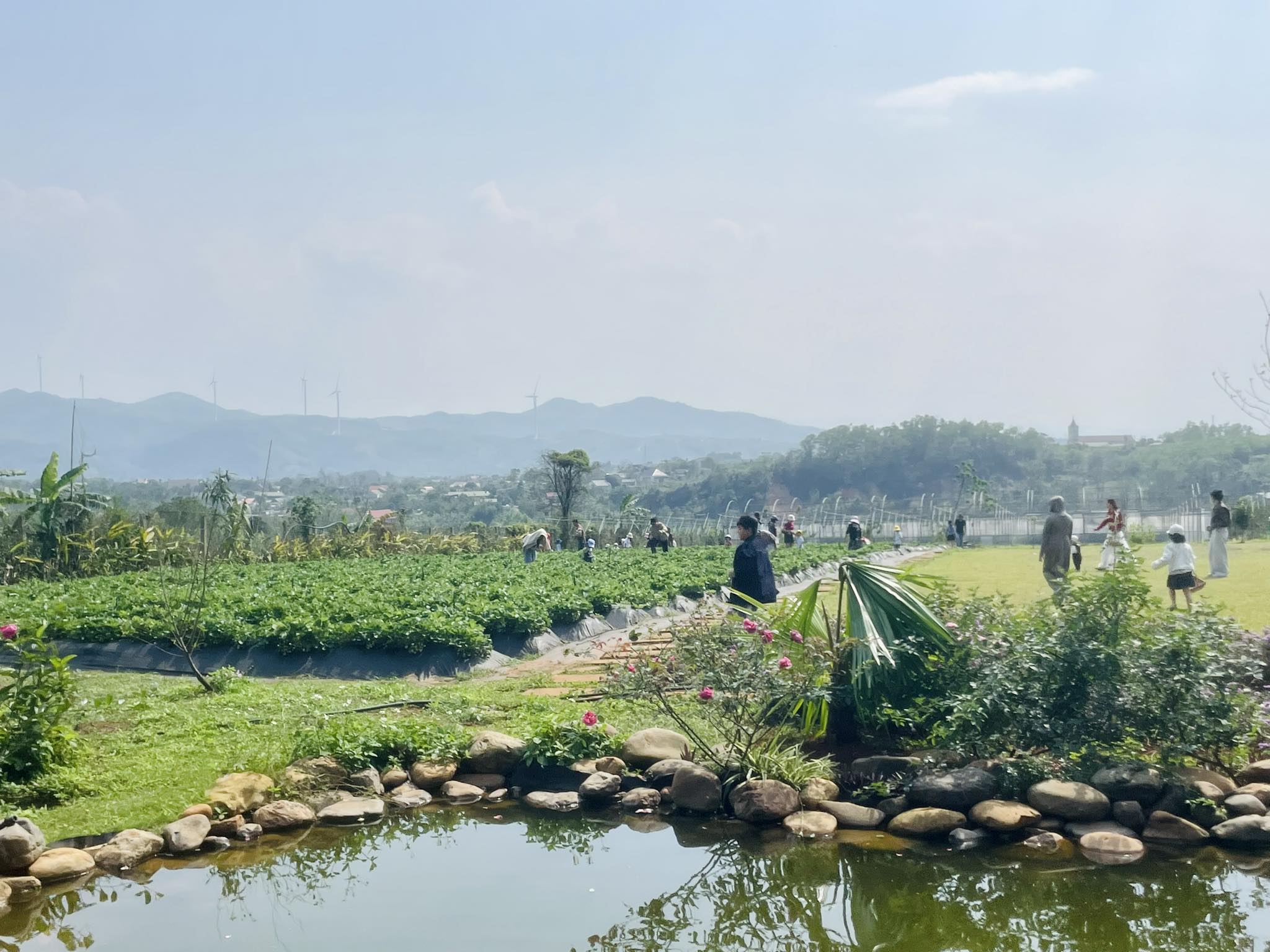 Ochacha farm 3